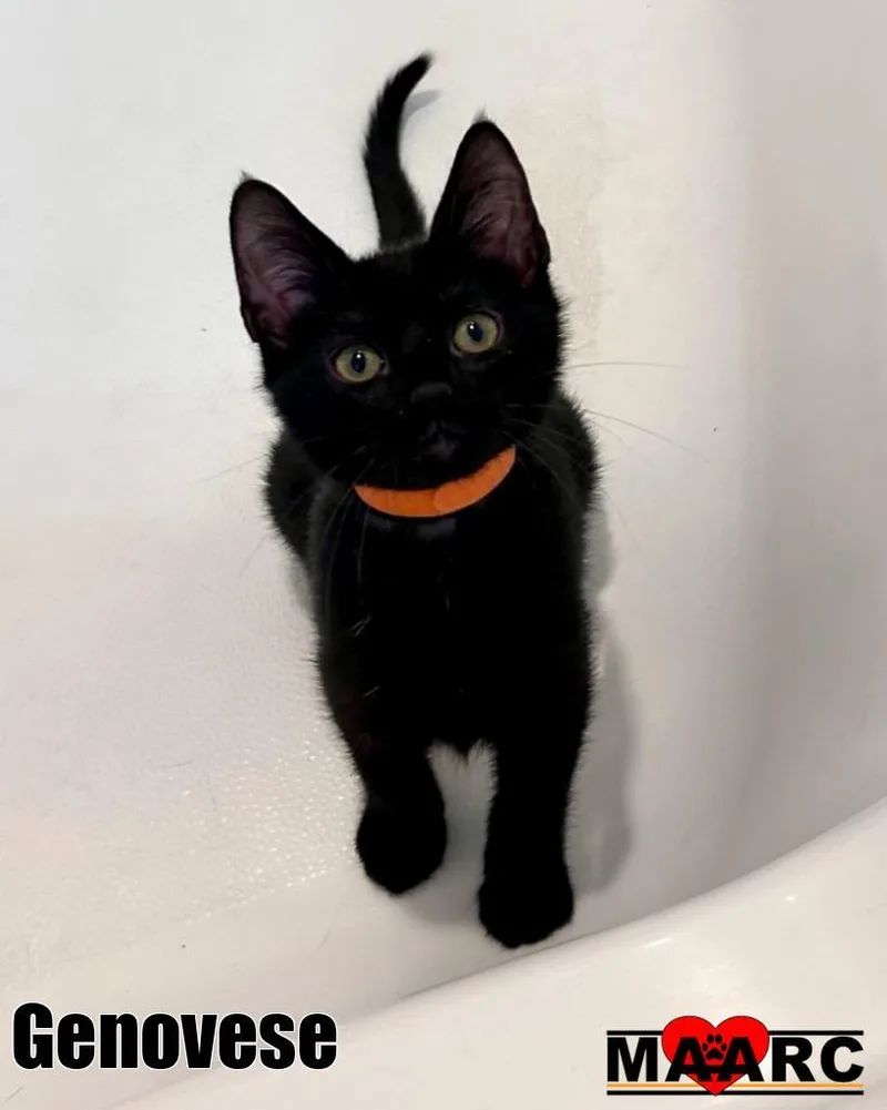 A baby medium-sized female Domestic Short Hair cat named Genovese for adoption in Maryville, TN