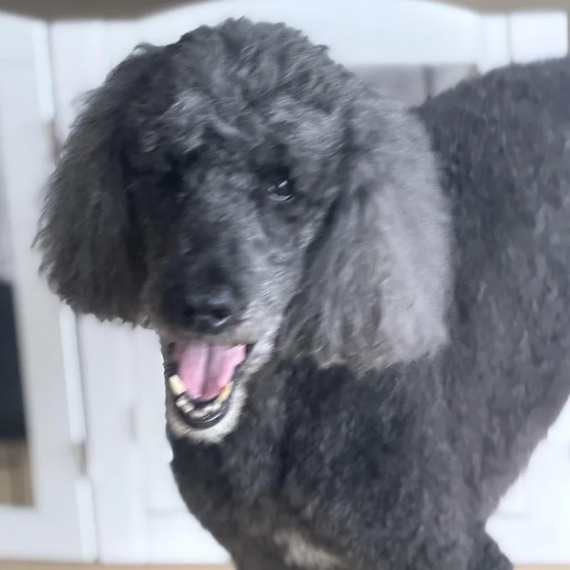 Mr. Handsome Ben