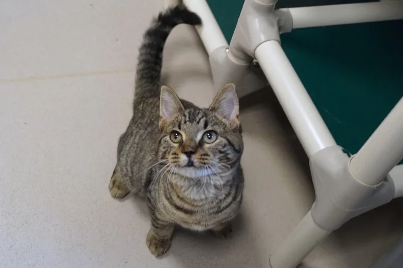 A young medium-sized male Tabby cat named Suerte for adoption in New Milford, CT