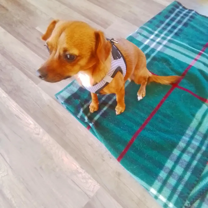 A young small-sized male Dachshund dog named William for adoption in Oroville, WA