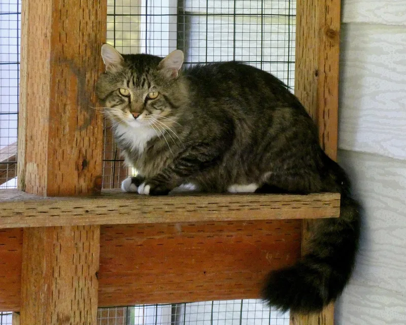 A young medium-sized male Brown / Chocolate Domestic Long Hair cat named Doug Fir for adoption in Vashon Island, WA