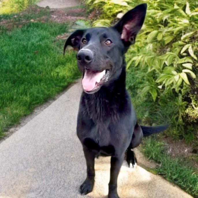 A young medium-sized female Black German Shepherd Dog dog named Winnie for adoption in Tunica, MS