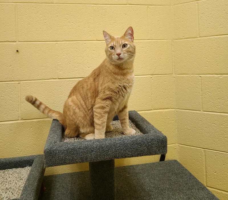 An adult large-sized male Tabby (Orange / Red) Domestic Short Hair cat named Pongo for adoption in Sierra Vista, AZ