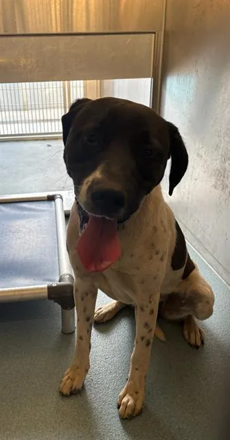 A young large-sized female English Pointer dog named Maggie for adoption in Baldwin Park, CA