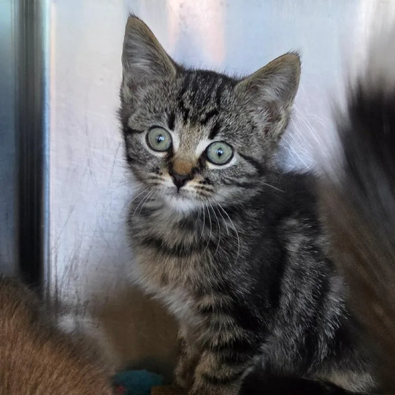 A baby small-sized female Black Domestic Medium Hair cat named Bigfoot for adoption in Asheville, NC