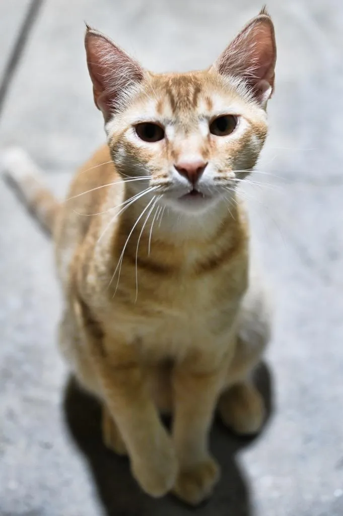 A baby medium-sized male Domestic Short Hair cat named Max for adoption in St. James City, FL