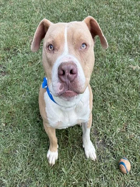 A young large-sized male Pit Bull Terrier dog named Churro for adoption in Riverside, CA