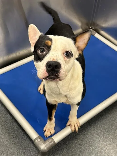 An adult medium-sized male Mixed Breed dog named Jasper for adoption in Dallas, TX