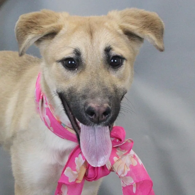 A young small-sized female Yellow / Tan / Blond / Fawn Shepherd dog named Nami for adoption in Greenville, SC