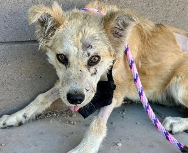 A young medium-sized female Golden Retriever dog named Sparkle for adoption in Tucson, AZ