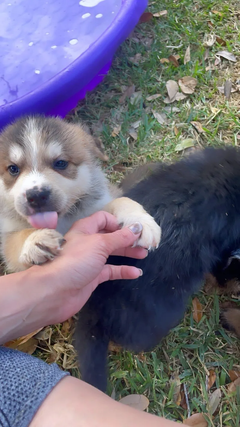 A young large-sized male Apricot / Beige Husky dog named Azuba for adoption in Inez, TX