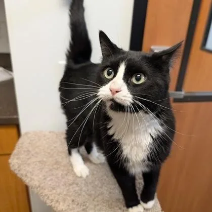 An adult medium-sized male Black & White / Tuxedo Domestic Short Hair cat named Toby for adoption in Rochester, MN