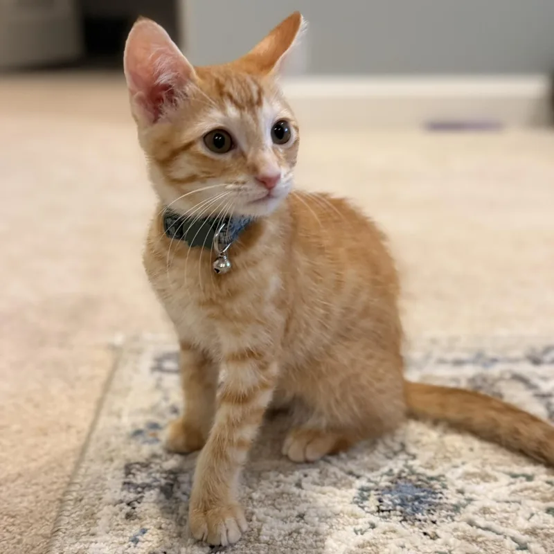 A baby small-sized male Tabby (Orange / Red) Domestic Short Hair cat named Fast Forward for adoption in Richmond, VA