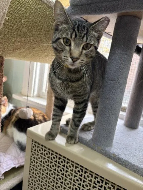 A young medium-sized male Tabby (Brown / Chocolate) Tabby cat named Furrnando for adoption in Chicago, IL