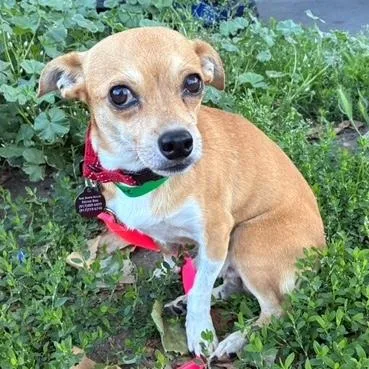 A young small-sized male Red / Chestnut / Orange Chihuahua dog named Leon for adoption in Brooklyn, NY