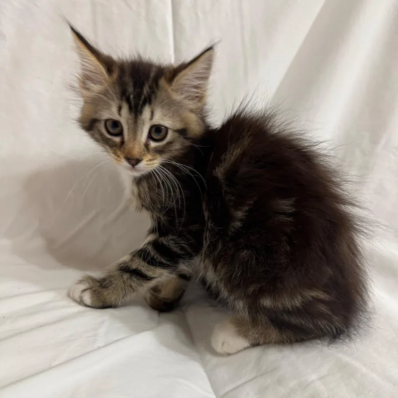 A baby small-sized female Brown / Chocolate Domestic Medium Hair cat named Jessie for adoption in Sunnyvale, CA