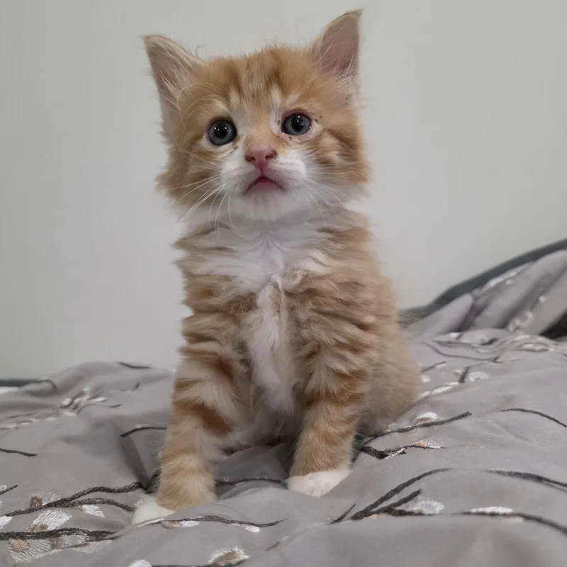 A baby medium-sized male Orange / Red Domestic Long Hair cat named Ranmaru for adoption in Moriches, NY