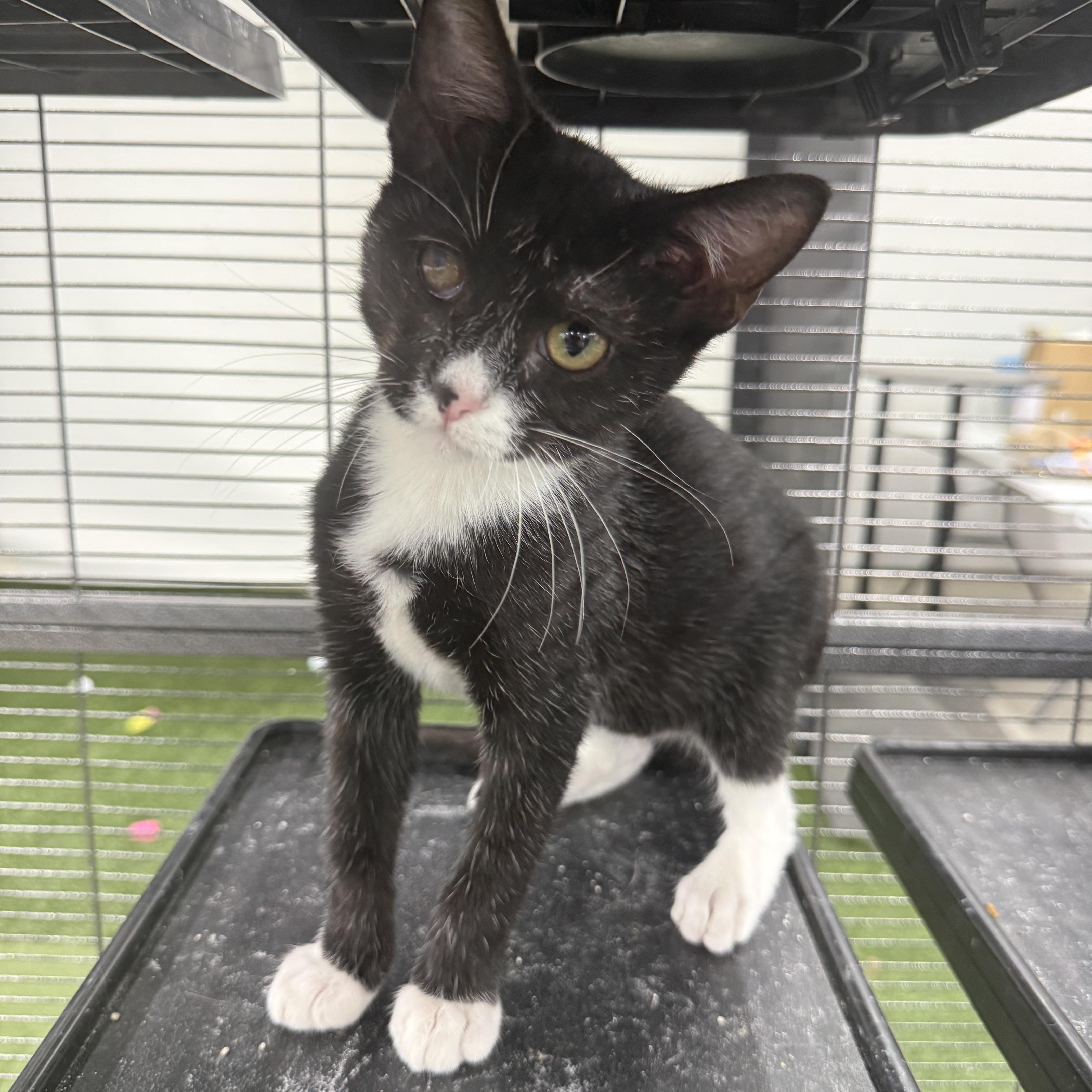 A baby medium-sized male Black & White / Tuxedo Domestic Short Hair cat named Oakley for adoption in Richmond, MO