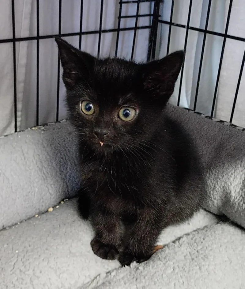 A baby small-sized female Domestic Short Hair cat named Sprout for adoption in Rockford, IL