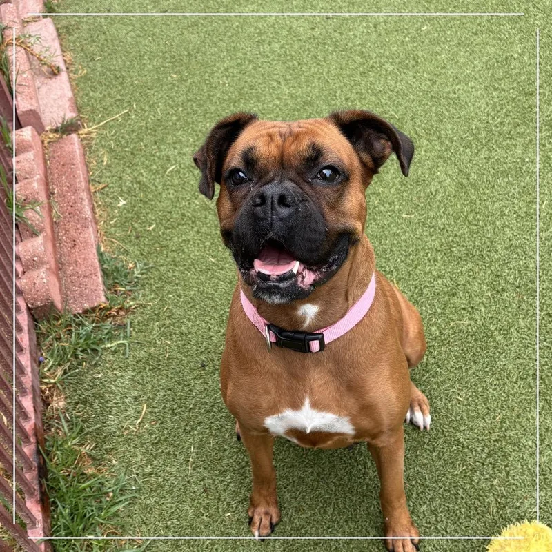 An adult medium-sized female Yellow / Tan / Blond / Fawn Boxer dog named Rousey for adoption in Upland, CA