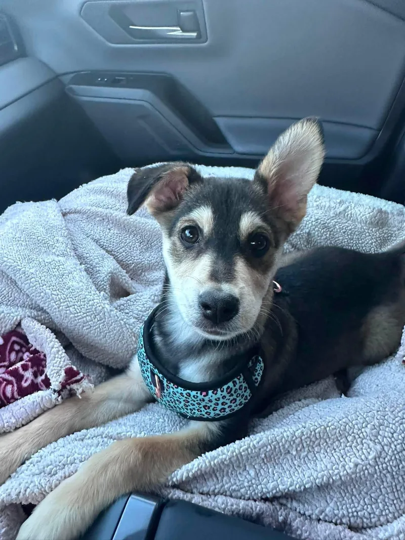 A baby medium-sized female Mixed Breed dog named Peanut for adoption in Indianapolis, IN