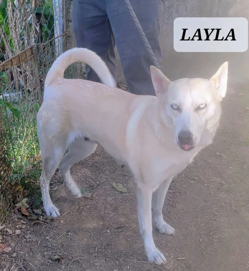 Layla thumbnail 4