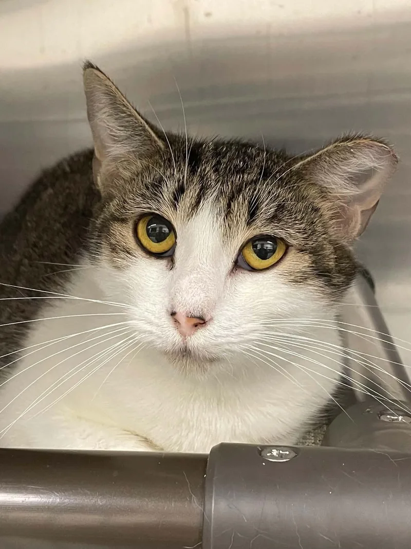 A young medium-sized female Domestic Short Hair cat named Princess for adoption in Covington, VA