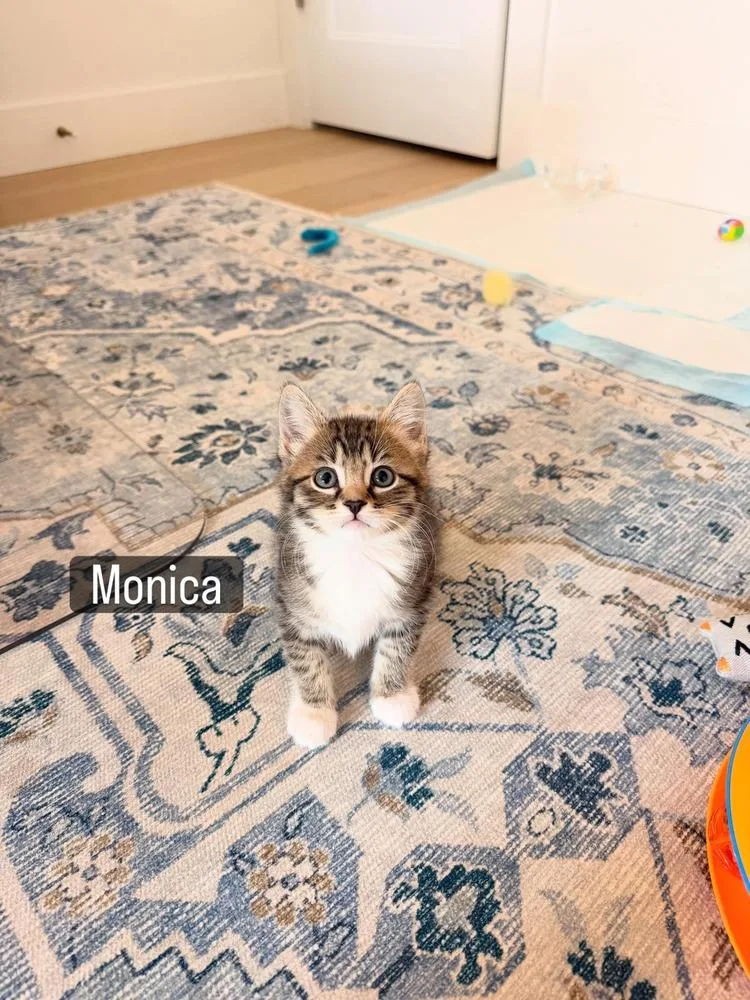 A baby small-sized female Domestic Short Hair cat named Monica for adoption in Vancouver, WA