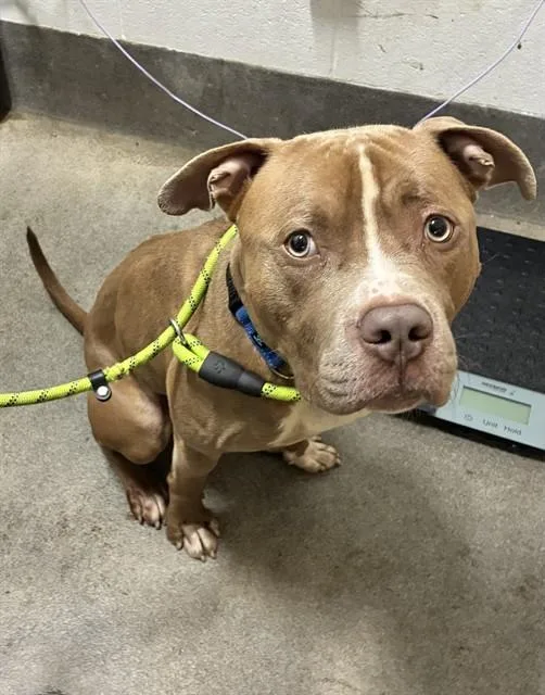 An adult medium-sized male Pit Bull Terrier dog named Salem for adoption in Upper Marlboro, MD