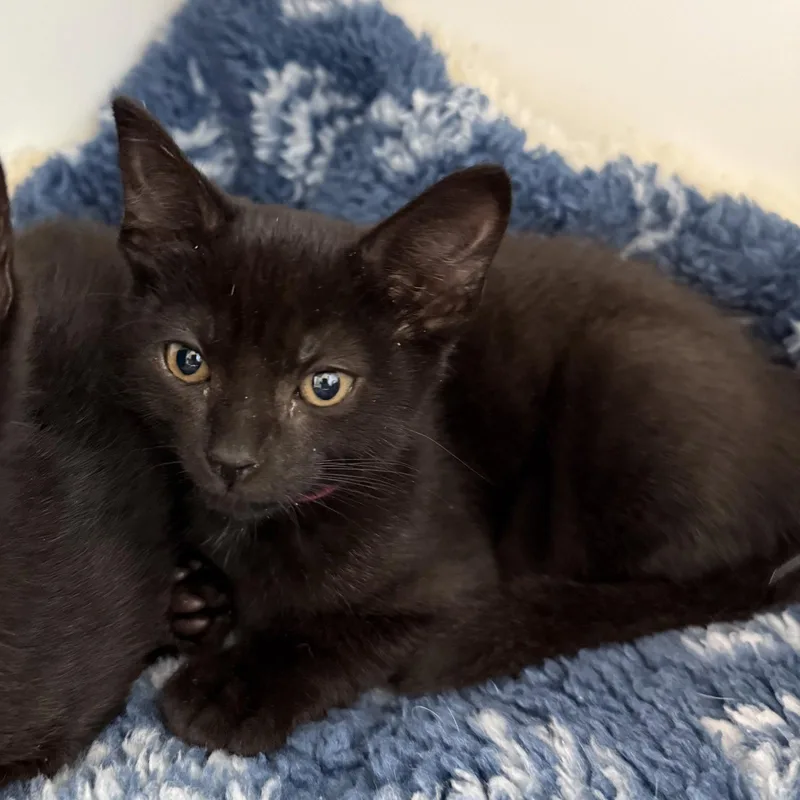A baby small-sized female Black Domestic Short Hair cat named Shadow for adoption in Oakland, CA