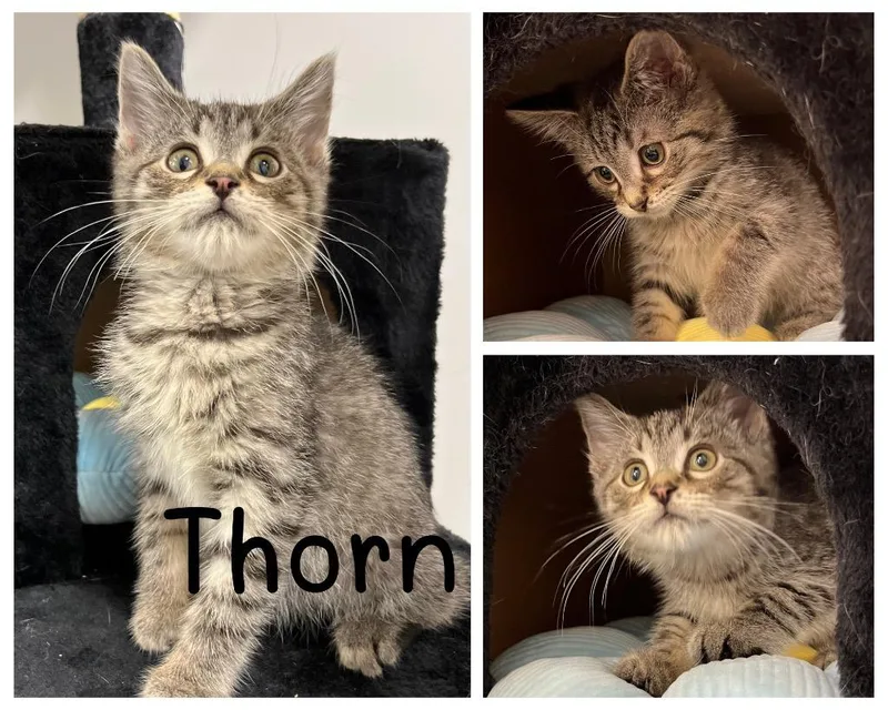 Thorn