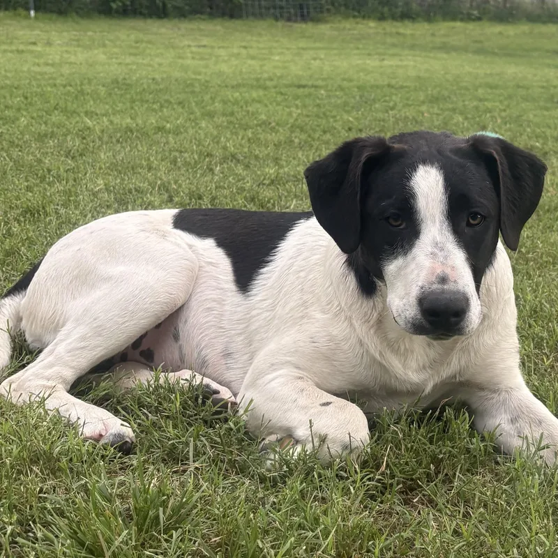 A baby medium-sized female Black Labrador Retriever dog named Tinkerbell for adoption in Boerne, TX