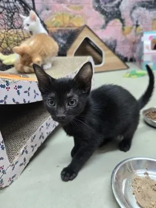 A baby small-sized male Domestic Short Hair cat named Cashew for adoption in Savannah, GA