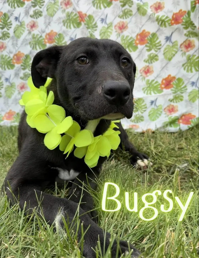 Bugsy