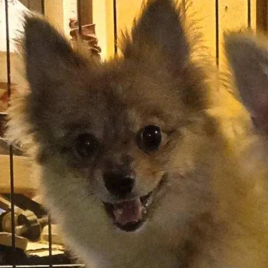 An adult small-sized female Golden Pomeranian dog named Sophie for adoption in Chicopee, MA