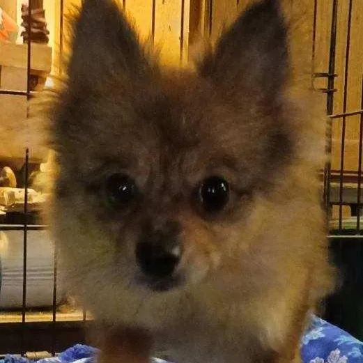 Sophie thumbnail 2