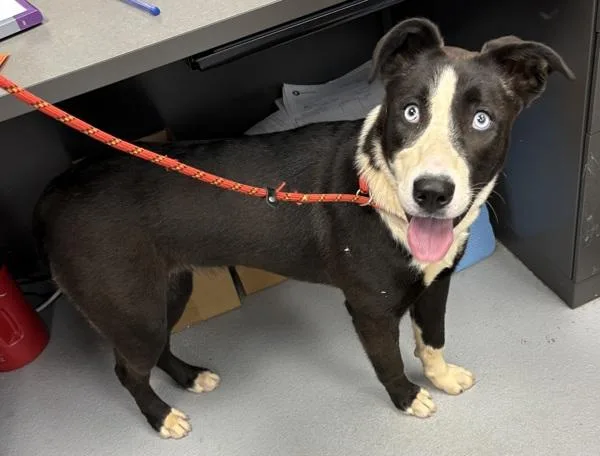 A young medium-sized female Pit Bull Terrier dog named Pen C Rory for adoption in Lawrenceville, GA