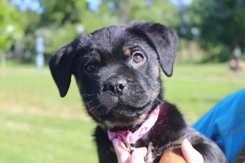 A baby medium-sized female Bicolor Rottweiler dog named Dottie for adoption in Chestertown, MD