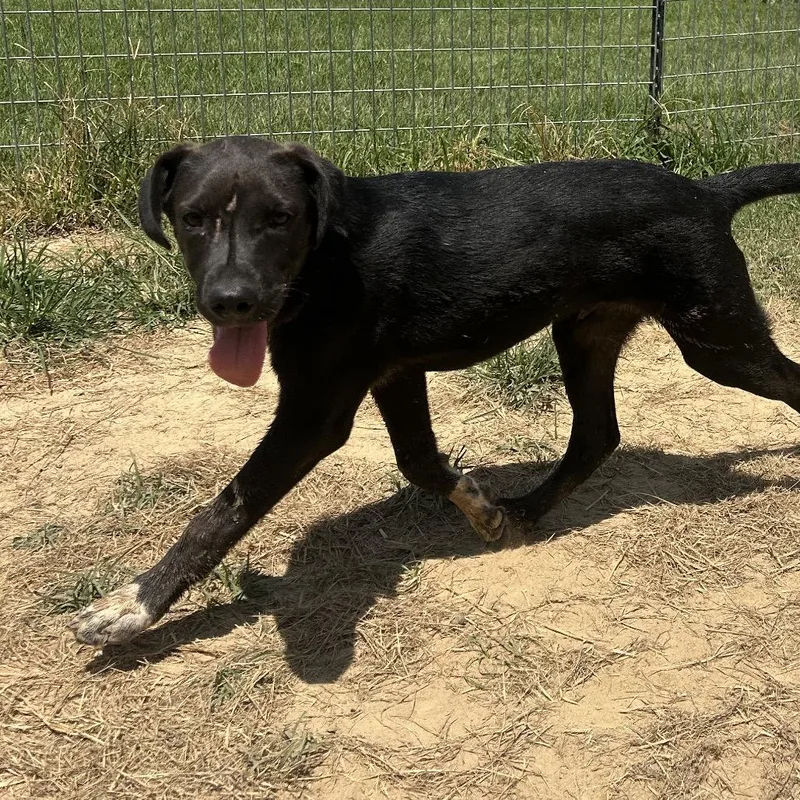 A baby small-sized male Black Labrador Retriever dog named Jimbo for adoption in West Point, MS