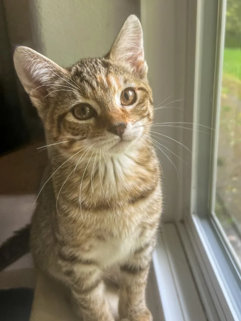 A baby small-sized female Domestic Short Hair cat named Poppie for adoption in Vashon, WA