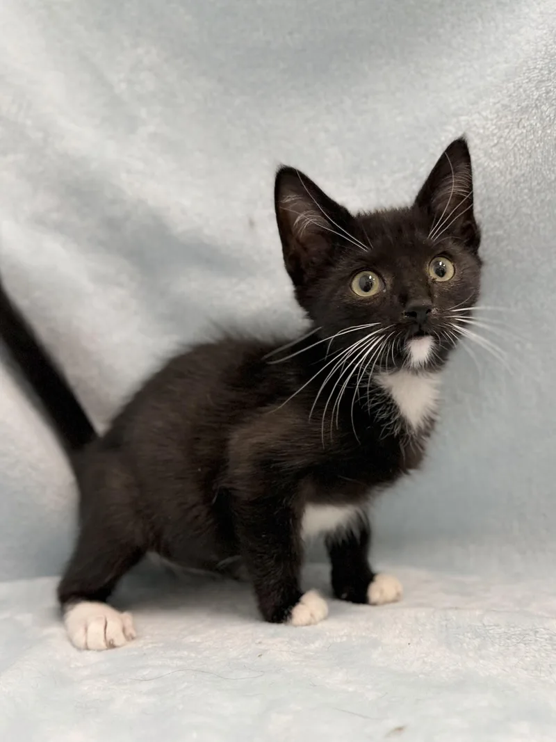 A baby medium-sized male Black & White / Tuxedo Domestic Short Hair cat named Echo for adoption in Greensboro, NC