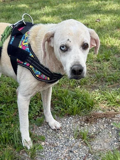 A senior medium-sized female Mixed Breed dog named Lady for adoption in Fort Walton Beach, FL