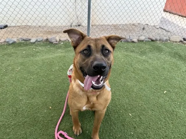A young large-sized female German Shepherd Dog dog named Maggie for adoption in Phoenix, AZ