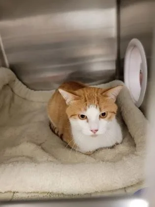 An adult medium-sized male Domestic Short Hair cat named Wyatt for adoption in Fergus Falls, MN