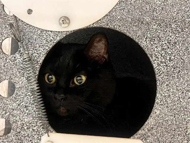 A senior medium-sized female Domestic Short Hair cat named Jinx for adoption in Colorado Springs, CO
