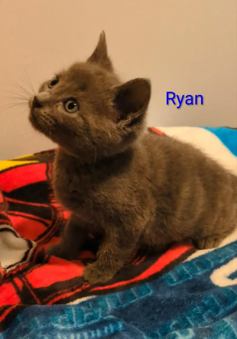Ryan