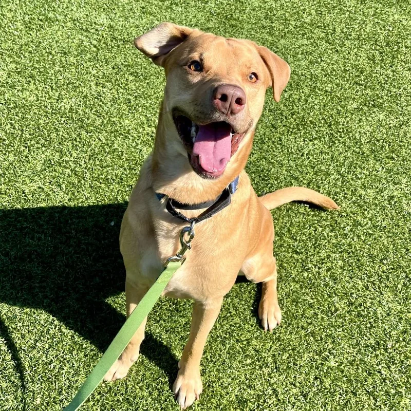 An adult medium-sized male Brown / Chocolate Mixed Breed dog named Gus for adoption in Pittsburgh, PA
