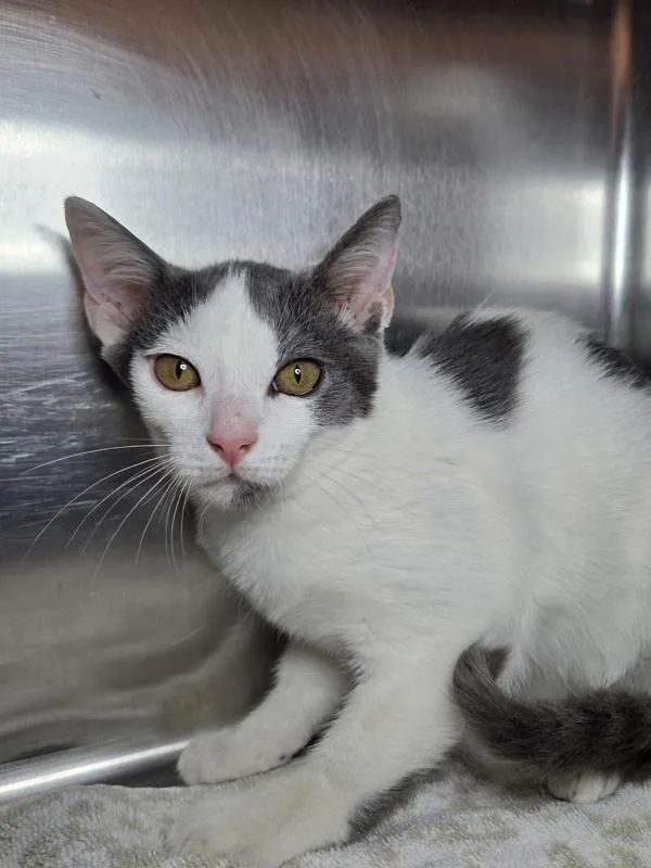 A baby small-sized male Domestic Short Hair cat named Danny for adoption in Millersville, MD