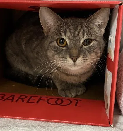 An adult small-sized male Domestic Short Hair cat named Grey Guy for adoption in West Chester, PA