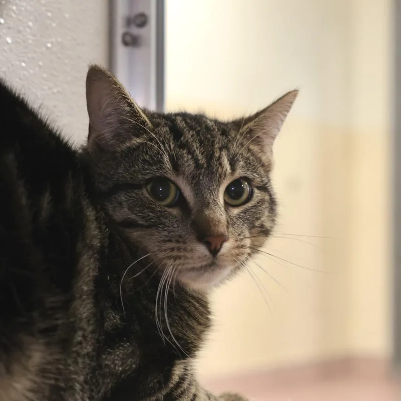 A young medium-sized male Brown / Chocolate Domestic Short Hair cat named His Lordship for adoption in Briarcliff Manor, NY